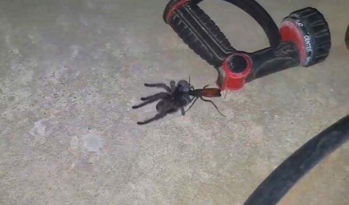 Шокированная женщина засняла момент, когда оса тащила паука-тарантула к своему гнезду (2 фото + 1 видео)