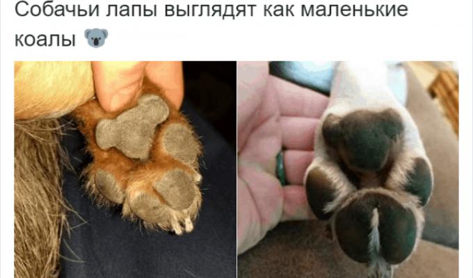 Пользователи Твиттера разгадали тайну подушечек на собачьих лапах (11 скриншотов)