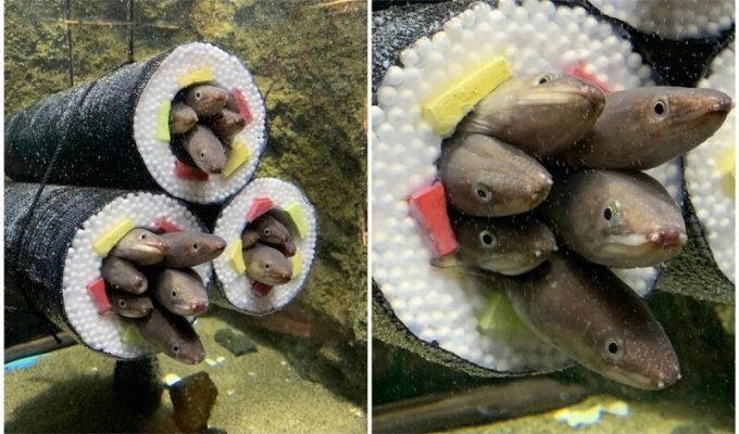 В японском аквариуме сделали домики для угрей в виде суши (9 фото)