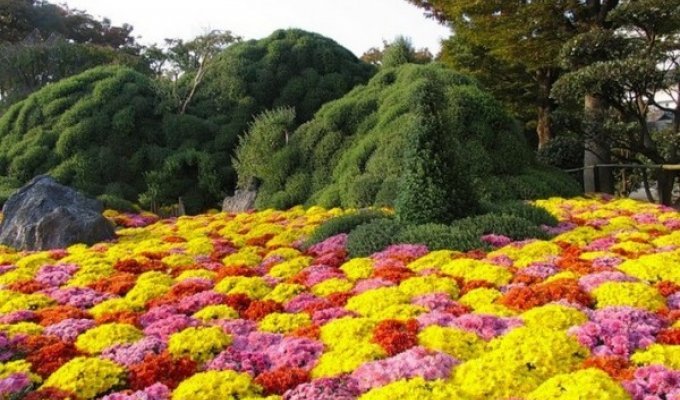 Цветущие сады Японии (16 фото)