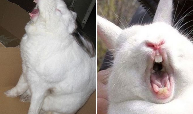 Зевающие кролики - довольно жуткое зрелище (14 фото)