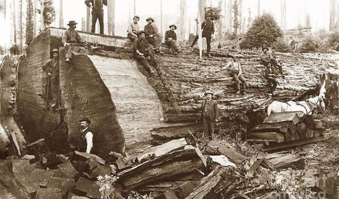 Дровосеки начала XX-го века на фоне спиленных гигантов (19 фото)