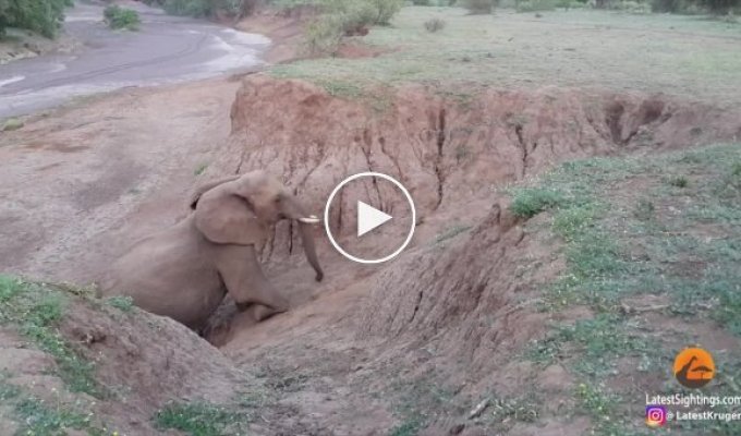 Слониха помогла слонёнку забраться на холм