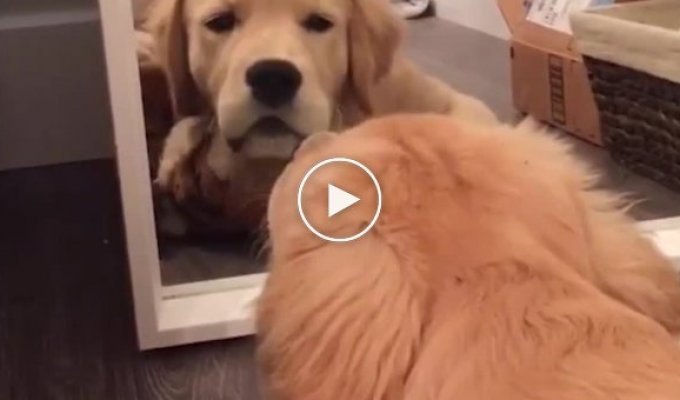 Собака волнуется, когда зеркало пытается украсть у нее любимую игрушку