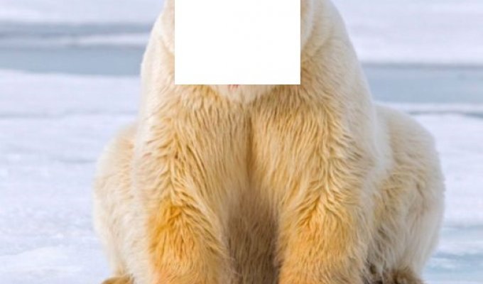 Белый медведь после еды (5 фото)