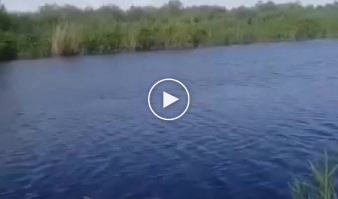 Рыбак из Астрахани утверждает, что снял на видео крокодила в реке