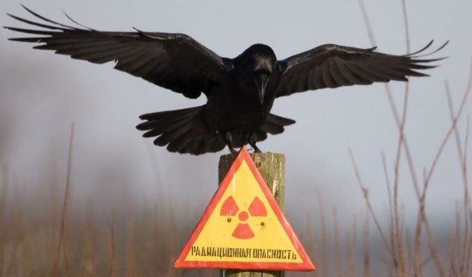 Уже поздно: уральцам не советуют спасаться от радиации (3 фото)