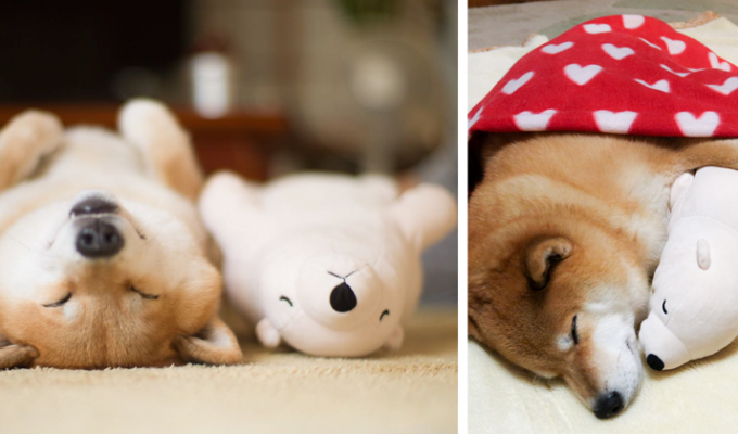 Очаровательный сиба-ину, спящий с любимой игрушкой в одинаковых позах (14 фото)
