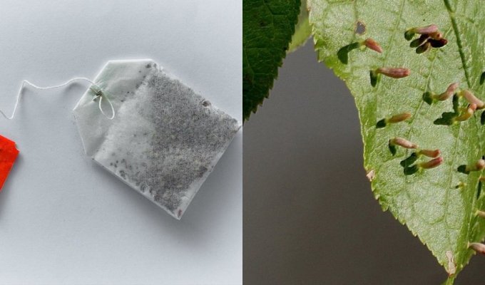 Приятного чаепития: больше 200 частиц насекомых в одном чайном пакетике (4 фото)