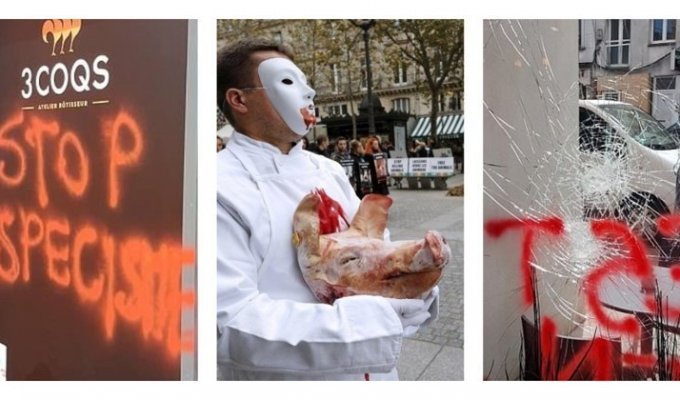 Во Франции задержали группу веганов, терроризирующих фермеров и владельцев сырных магазинов (4 фото)