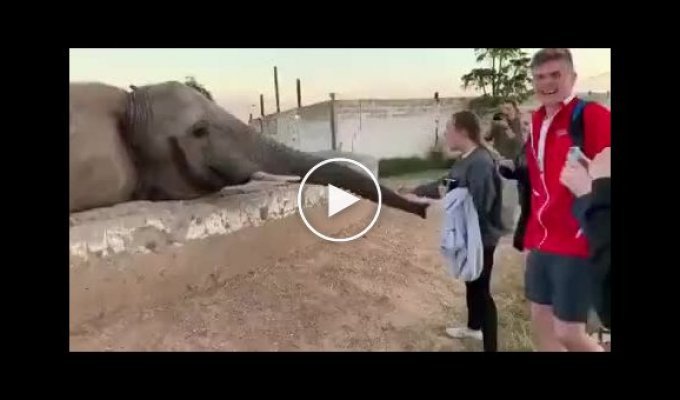 Даже слон не любит вертикальное видео