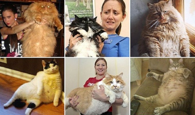Этим толстым котам давно пора на диету! (13 фото)