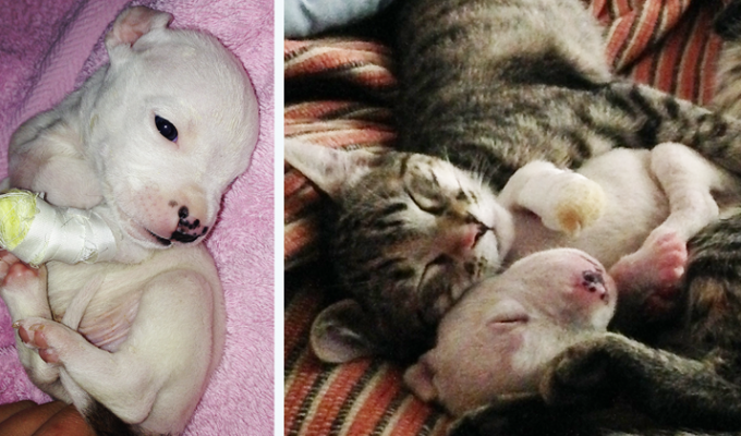 Кошки воспитывают трёхногого щенка, которого пыталась съесть его мать (13 фото)