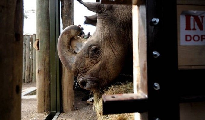 Возвращение носорогов (9 фото)
