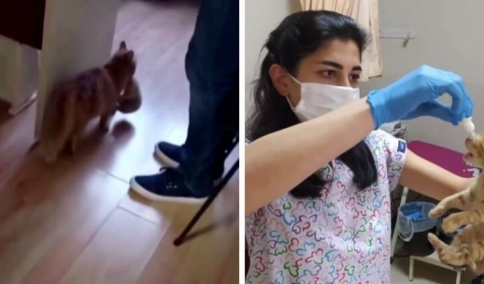 В Турции уличная кошка принесла котят в медклинику, надеясь на помощь (6 фото + 1 видео)
