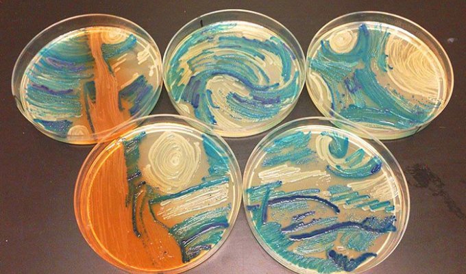 Микробиологи с помощью бактерий создают произведения искусства (13 фото)