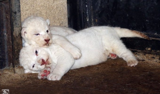 В зоопарке Тбилиси львица Клеопатра родила троих белоснежных львят (7 фото)