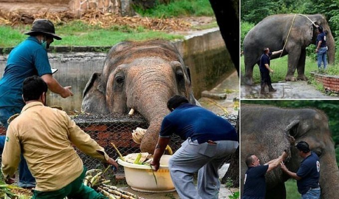 "Самый одинокий в мире слон" выходит на свободу (8 фото)