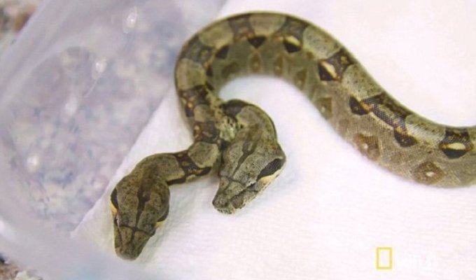 Двухголовая змея потрясла ученых (3 фото + 1 видео)