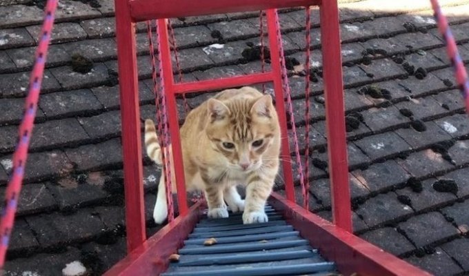 Чтобы кот не упал, прыгая из окна, хозяин построил ему мост (14 фото + 1 видео)
