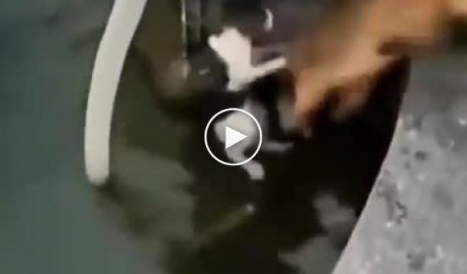 Собака помогла кошке выбраться из водоема
