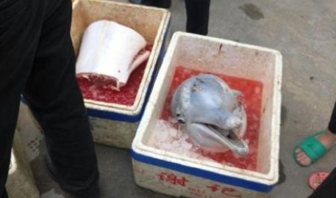Китайские рыбаки разделали на мясо дельфиненка (3 фото)