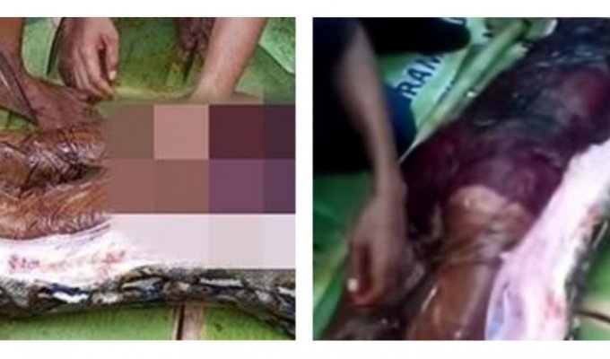 Гигантский питон сожрал индонезийку: видео вскрытия рептилии (4 фото)