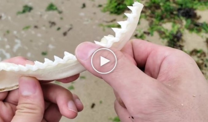 Нож из зубов акулы пробуем остроту на видео