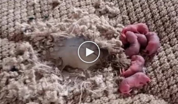 Женщина нашла в своей постели шесть новорожденных грызунов