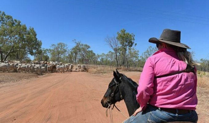 Австралийца арестовали за разговор по телефону на лошади (3 фото)