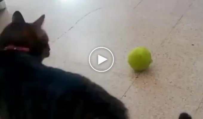 Собака впала в ступор, увидев странную игру кошки с мячом