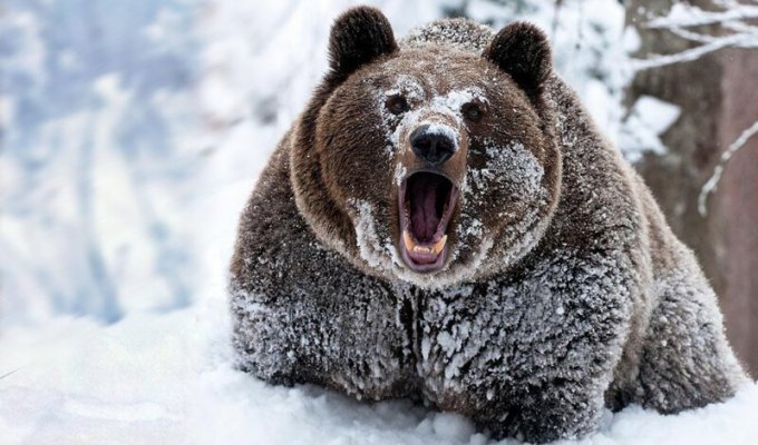 Как охотнику без ружья повезло уцелеть в смертельной схватке с медведем-шатуном (2 фото)