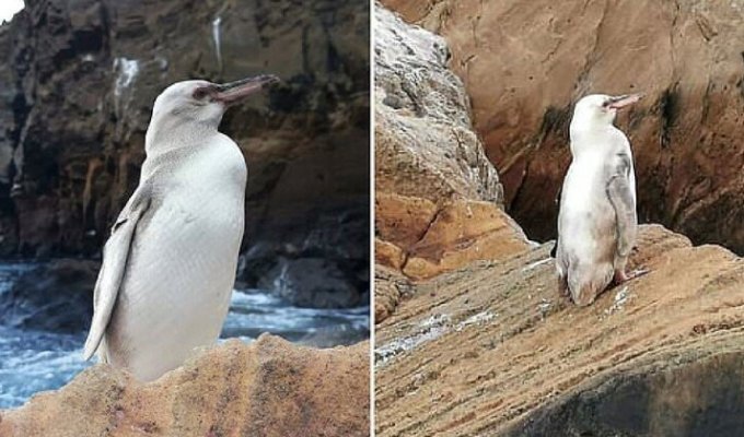 На Галапагосских островах нашли необычного пингвина (7 фото)