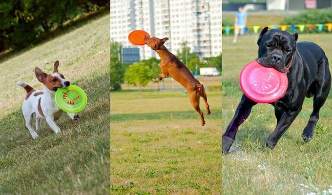 Dog Frisbee: Для клуба Disk Hunters (21 фото)