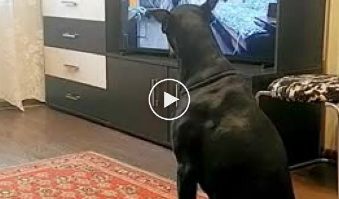 Собака которая все повторяет из телевизора