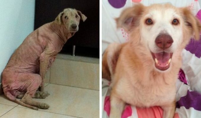 Собаки от голода ели полиэтиленовые пакеты, но их спасли и спустя 4 месяца их не узнать (12 фото)