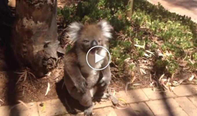 Сородич не пустил коалу на дерево и она забавно расплакалась