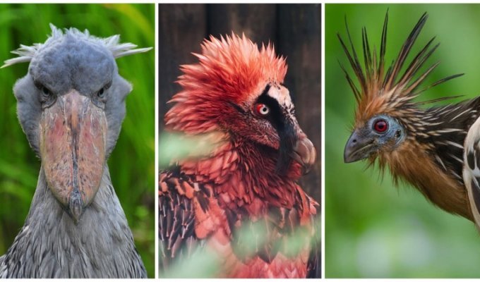 10 странных птиц, в существование которых сложно поверить (21 фото)