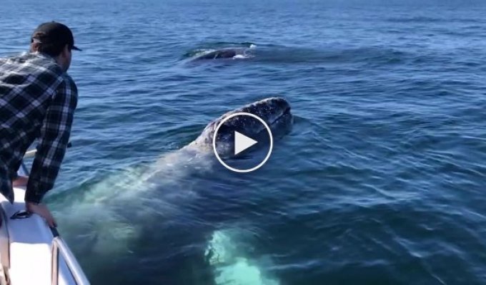 Самоизолирующиеся на катере туристы привлекли внимание китов