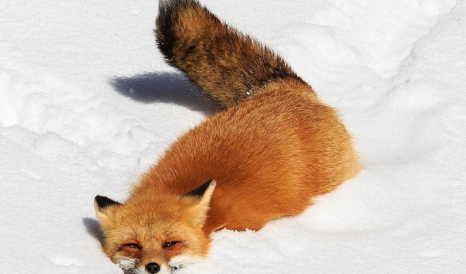 Критическая глубина снега: как этот параметр влияет на жизнь животных зимой (7 фото)