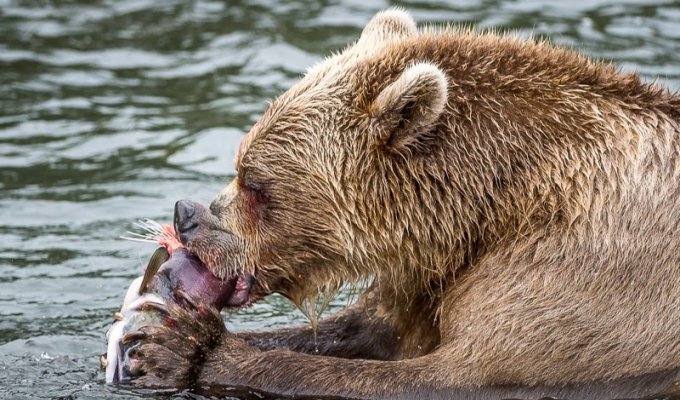 Камчатка. Медвежья рыбалка на заповедном кордоне (32 фото)