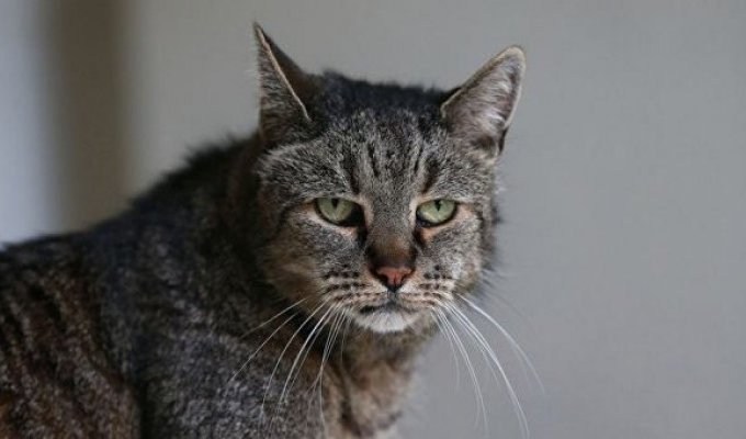 В Англии умер старейший в мире кот (4 фото)