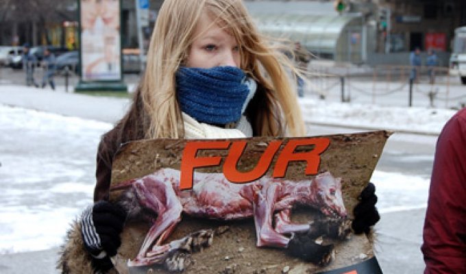 В Москве Альянс за права животных выступил против меховой промышленности