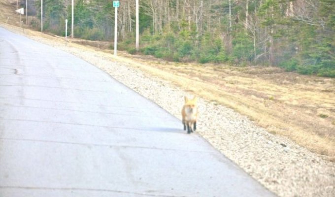Любопытная лиса на дороге (5 фото)