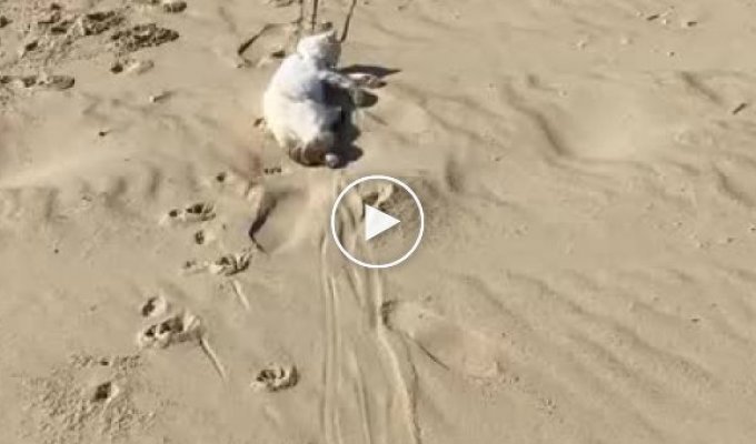 Кот на поводке протащил своего ленивого товарища по пляжу