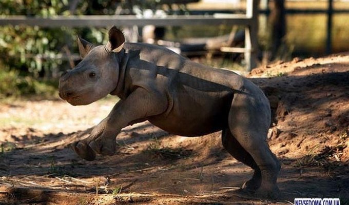 Детеныш носорога (7 фото)