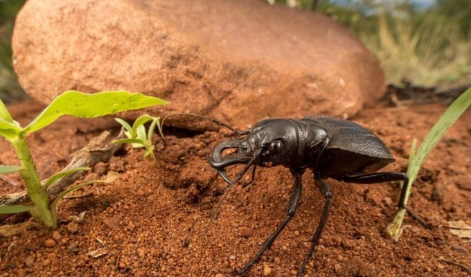Жук-мантикора: Боевое чудовище мира насекомых. Огромная скорость, размеры и броня позволяют ему кромсать даже скорпионов (8 фото)