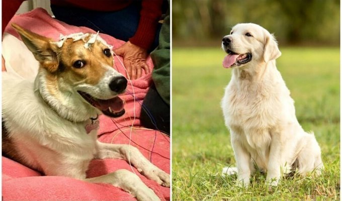 Ученые выяснили: собаки внимательно слушают людей, но плохо различают слова (5 фото)