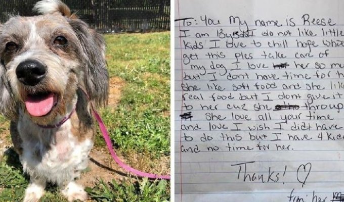 Женщина решила избавиться от собаки и подбросила её в чужой двор, приложив грустную записку (7 фото)