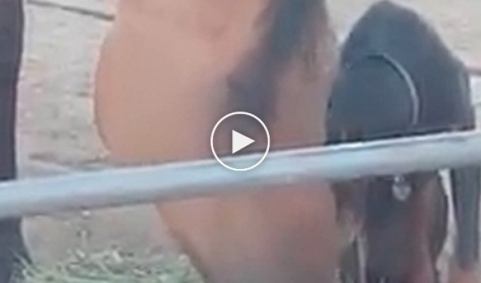 Собака за компанию кушает сено с лошадью